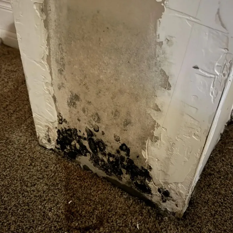 Professional Mold Removal in Kensington, NH